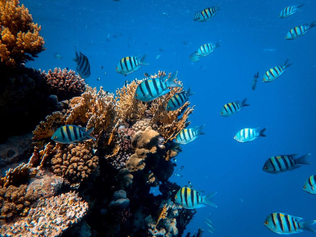pexels-photo-3854025 Lively school of fish swimming over an exotic coral reef in clear blue waters, showcasing marine biodiversity.
